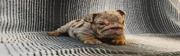 English Bulldog dogs for sale: English Bulldog Puppy 1 - Ad 7