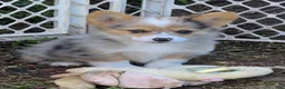 Welsh Corgi Pembroke dogs for sale: Gorgeous George  - Ad 14