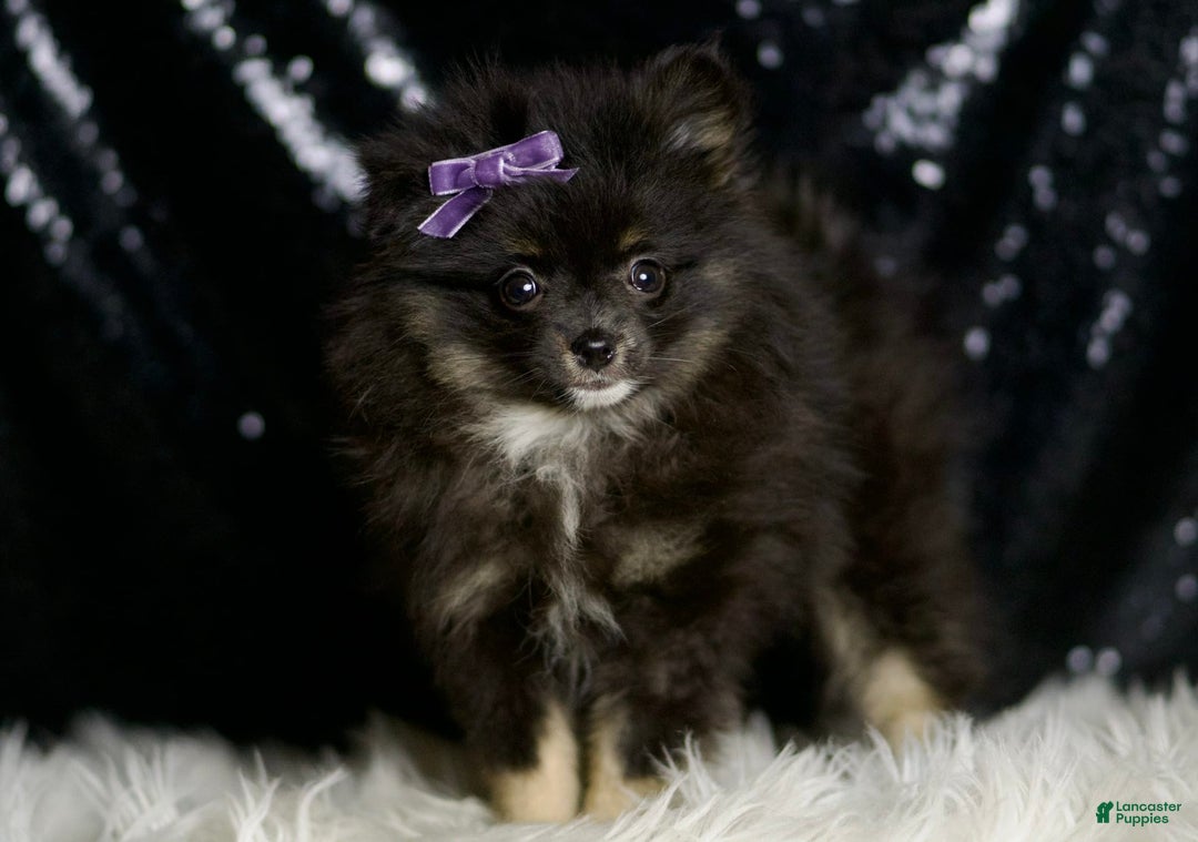 Pomeranian dogs for sale: Puffy - Ad 5