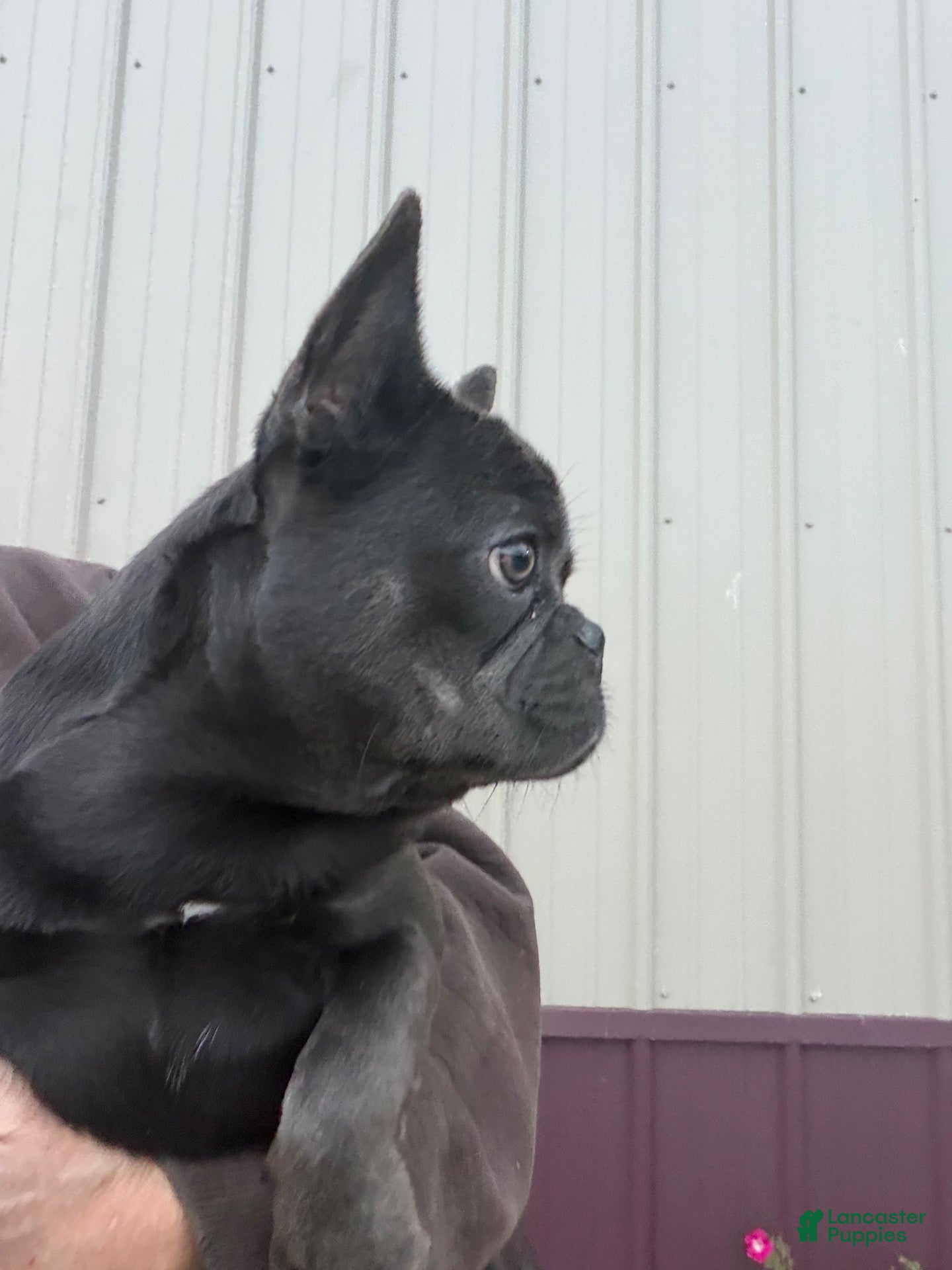 French Bulldog dogs for sale: Kenzi - Ad 2