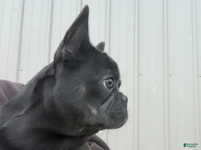 French Bulldog dogs for sale: Kenzi - Ad 2