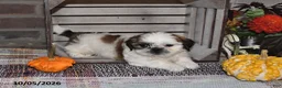 Shih Tzu dogs for sale: Donny - Ad 9