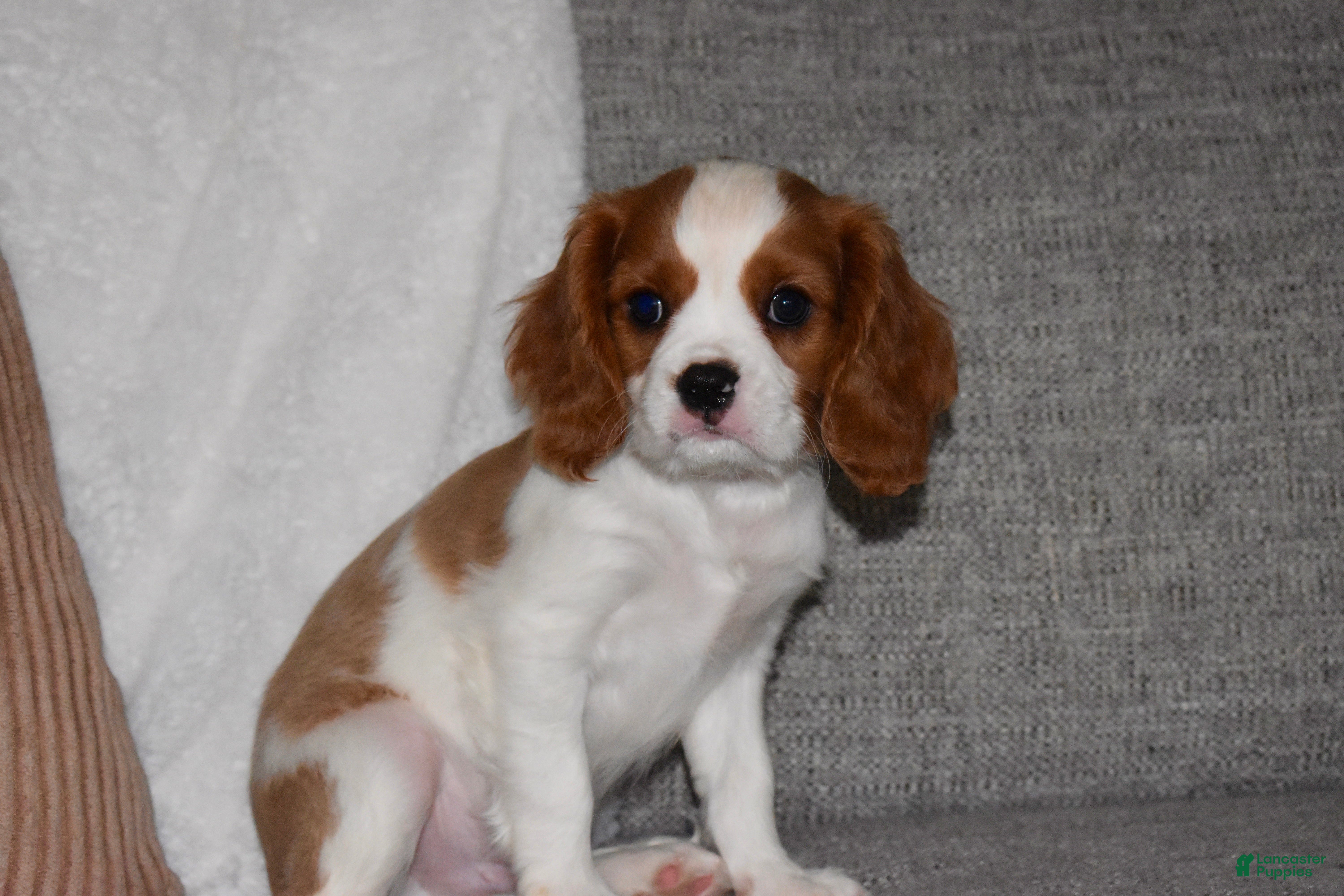 Cavalier King Charles Spaniel dogs Mack - Ad 31