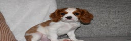 Cavalier King Charles Spaniel dogs for sale: Mack - Ad 1