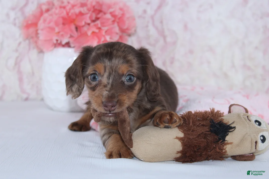 Miniature Dachshund dogs for sale: Becca - Ad 4