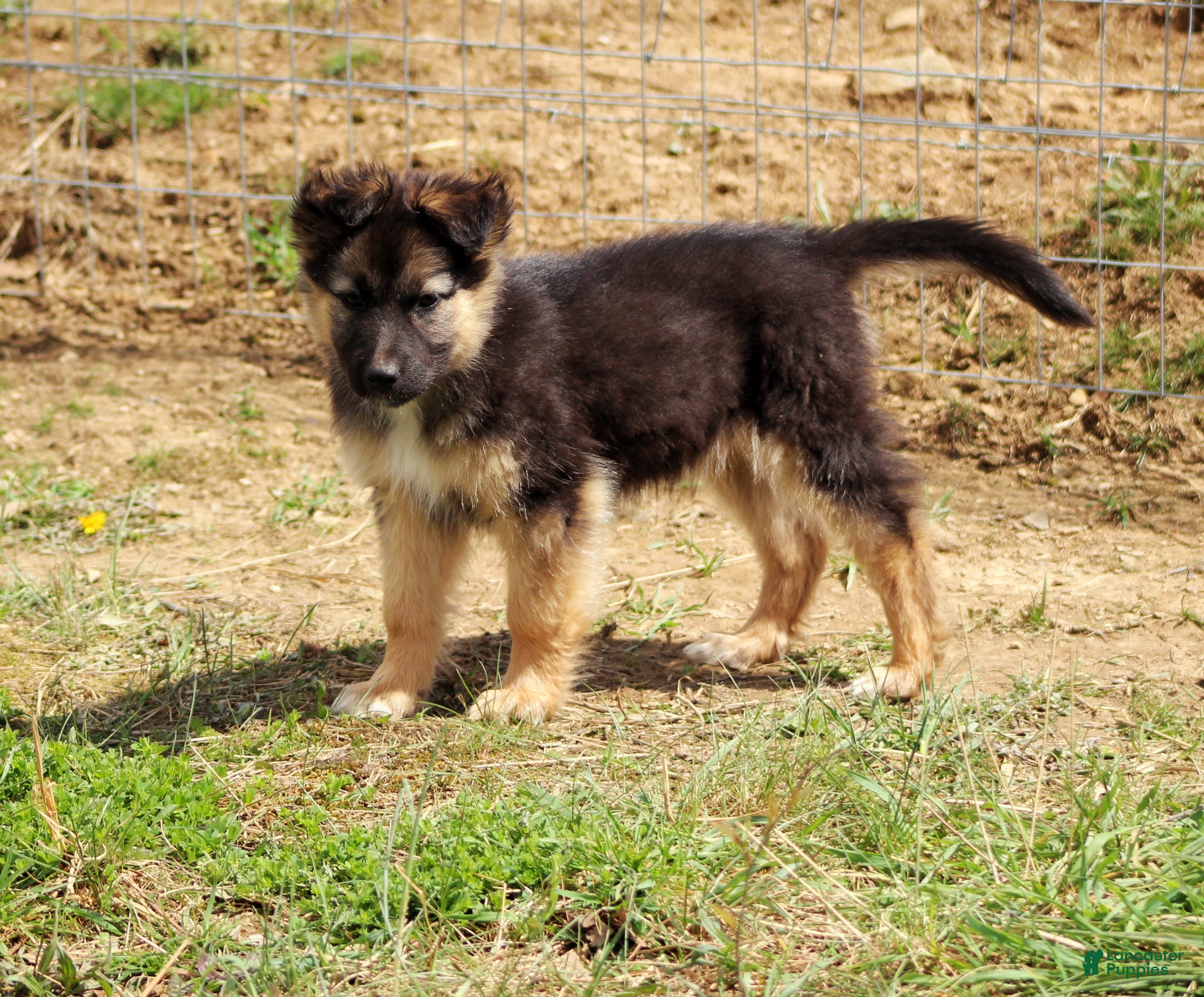 Mixed Breed dogs Willow  - Ad 1