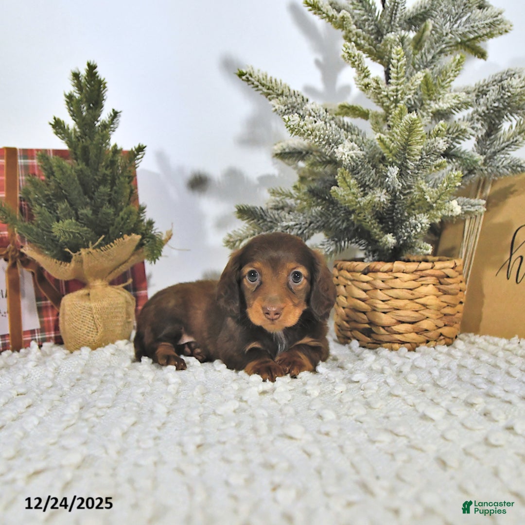 Miniature Dachshund dogs for sale: Randy - Ad 1