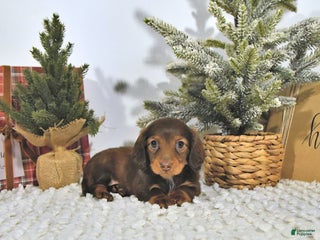 Miniature Dachshund dogs Randy - Ad 28