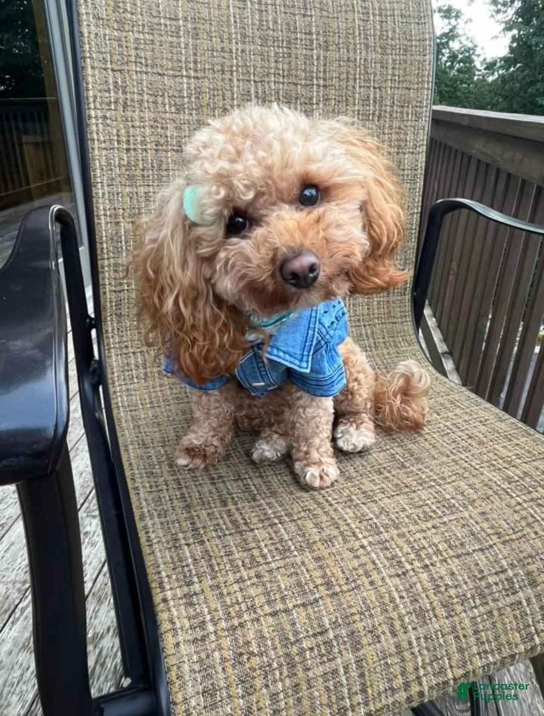 Toy Poodle dogs for sale: Toy Poodle Puppy 1 - Ad 6
