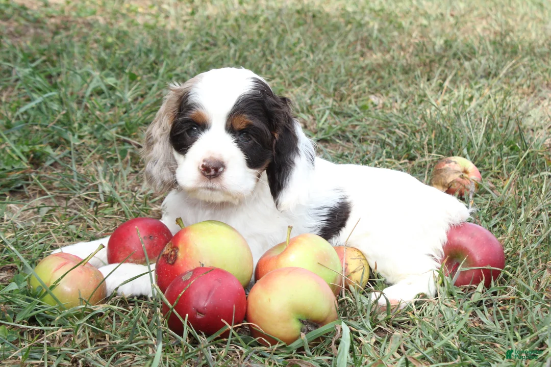 Cocker Spaniel dogs for sale: Candy - Ad 1