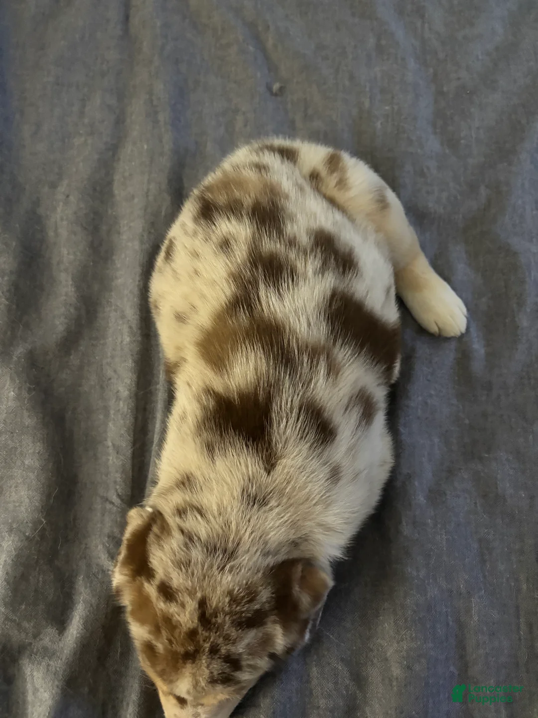 Mixed Breed dogs for sale: Mixed Breed Puppy 4 - Ad 2