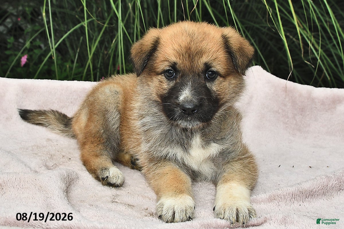 Mixed Breed dogs Estelle  - Ad 1