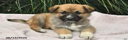 Mixed Breed dogs for sale: Estelle  - Ad 1