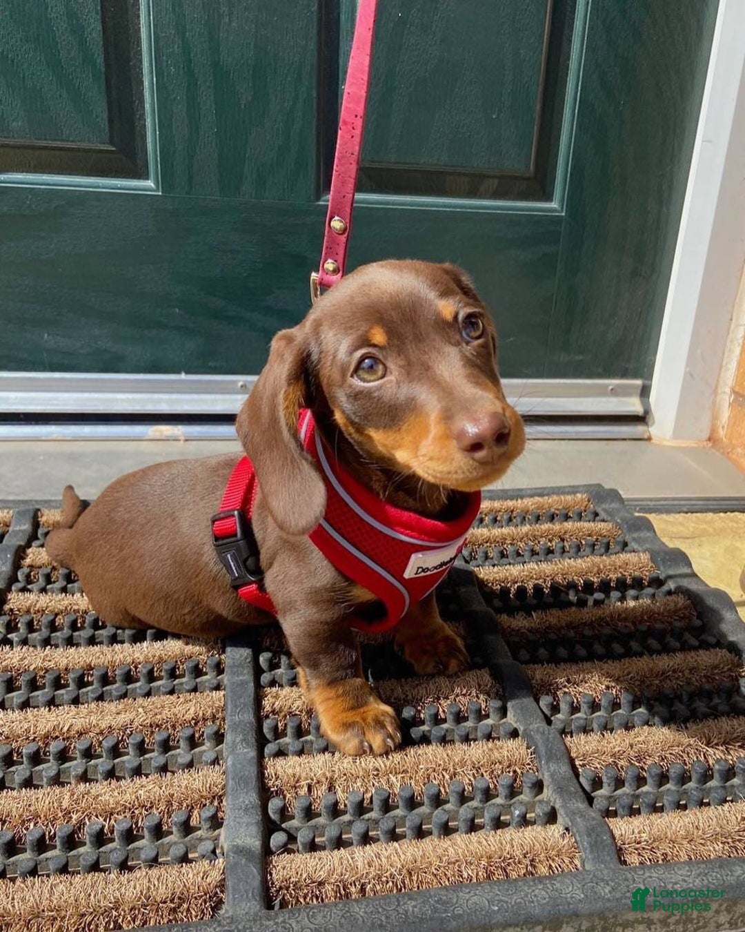 Gallery Image {{count}}