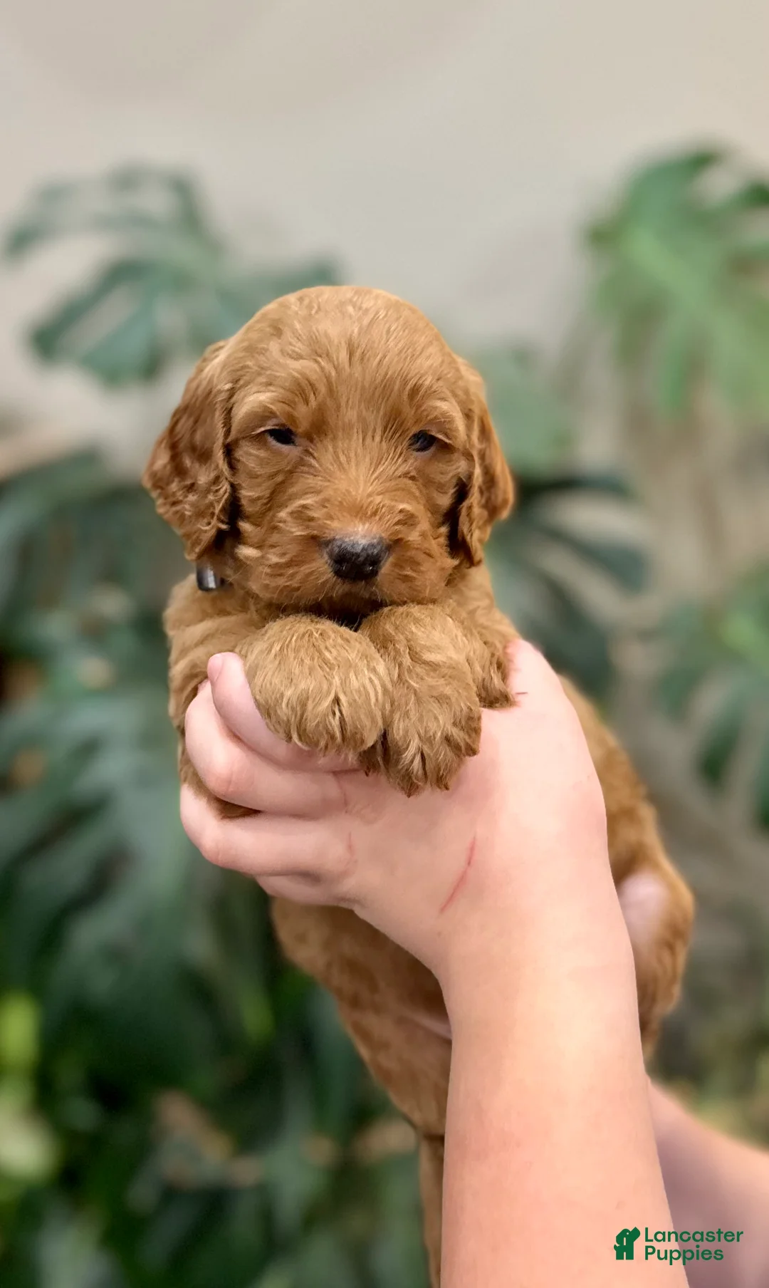 Goldendoodle dogs for sale: Laddie  - Ad 2