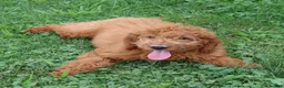 Mini Goldendoodle dogs for sale: Vanessa - Ad 3