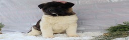 Akita dogs for sale: Rosa - Ad 8