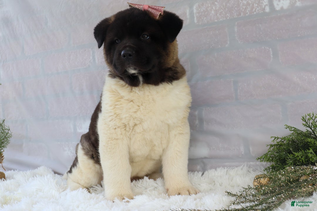 Akita dogs for sale: Rosa - Ad 8