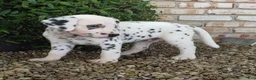 Dalmatian dogs for sale: Sparkey - Ad 6