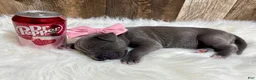 Great Dane dogs for sale: Great Dane - Pink - Ad 5