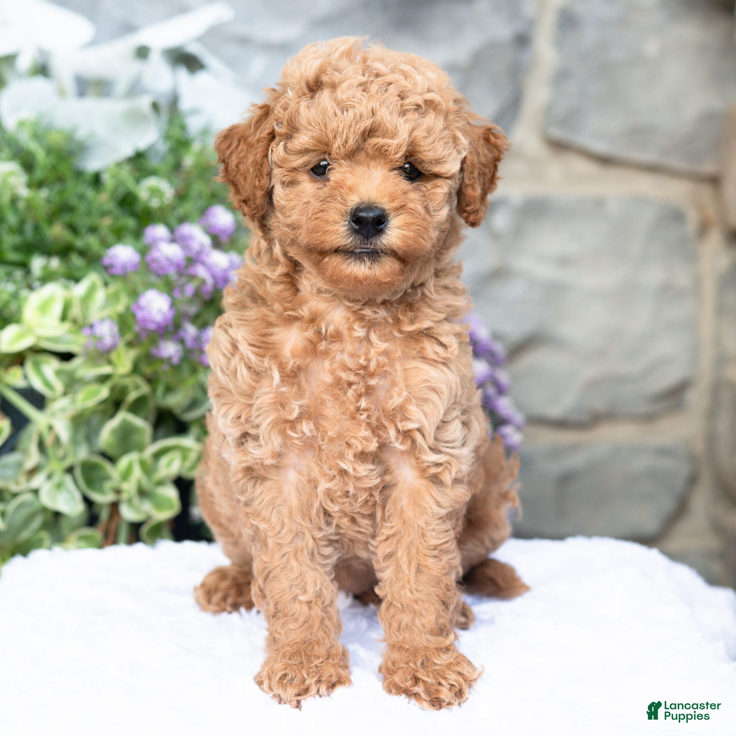 Havapoo dogs Angie  - Ad 2