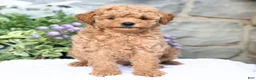 Havapoo dogs for sale: Angie  - Ad 3