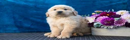 Golden Retriever dogs for sale: Sawyer - Ad 1