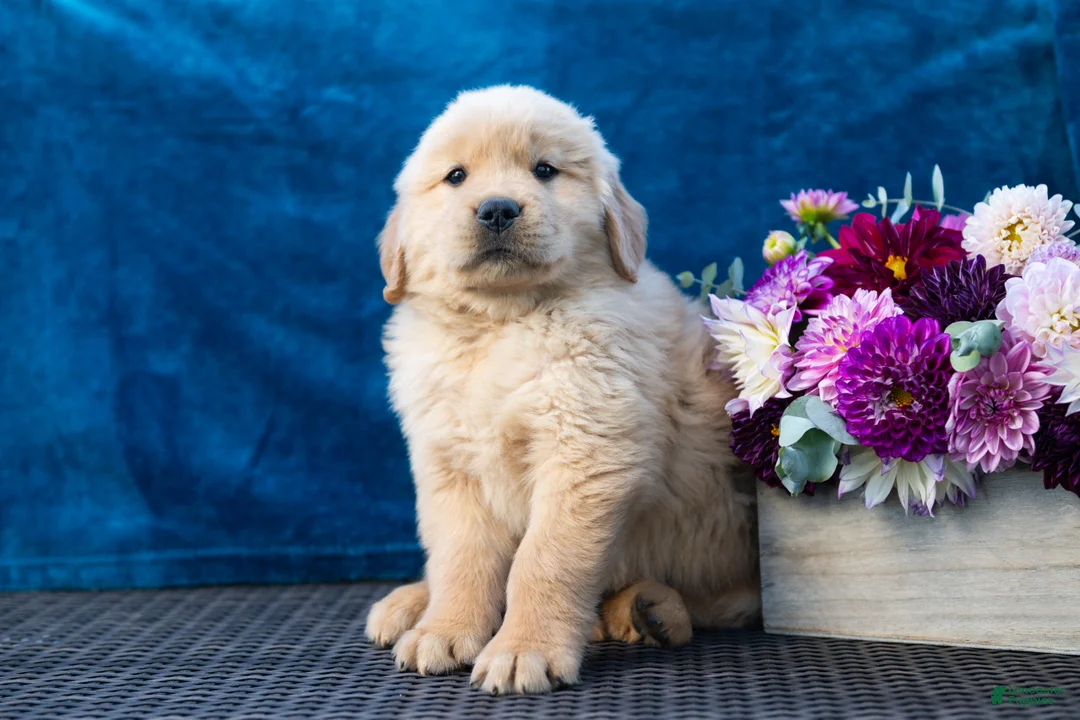 Golden Retriever dogs for sale: Sawyer - Ad 1