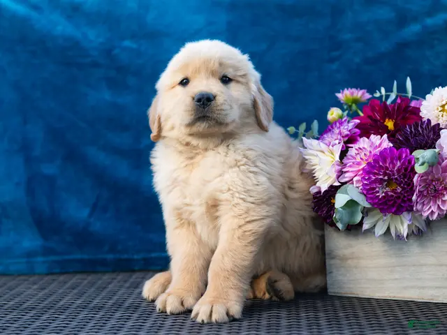 Golden Retriever dogs for sale: Sawyer - Ad 1