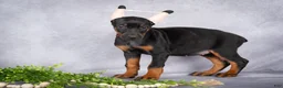 Doberman Pinscher dogs for sale: Kiara - Ad 5