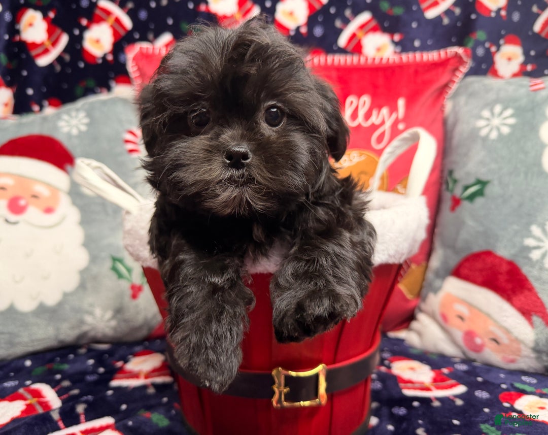 Malshi dogs for sale: Daiyu - Ad 9