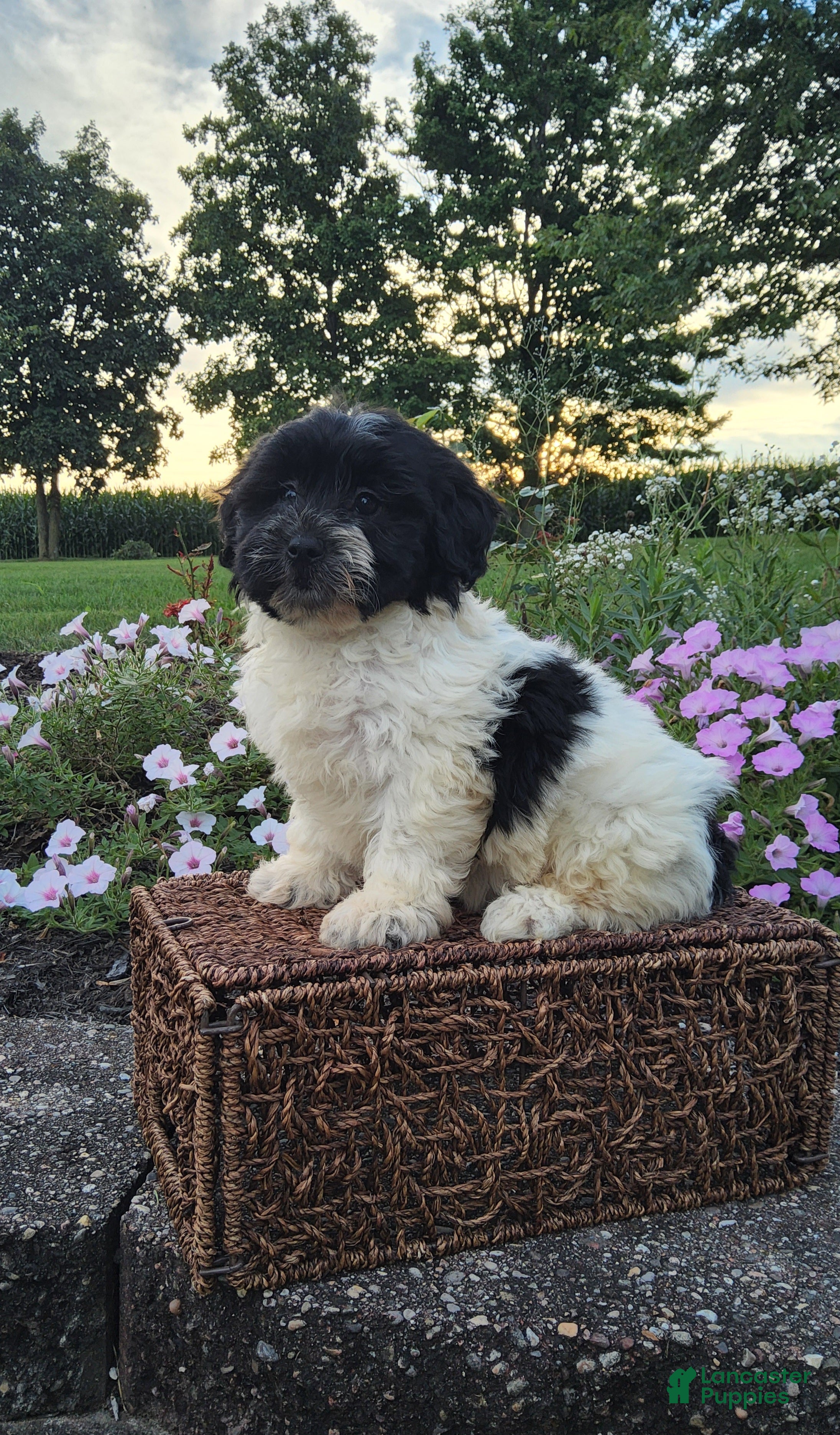 Teddy Bear dogs Candi - Ad 2