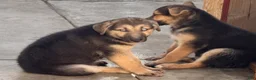 Gerberian Shepsky dogs for sale: Mila  - Ad 1