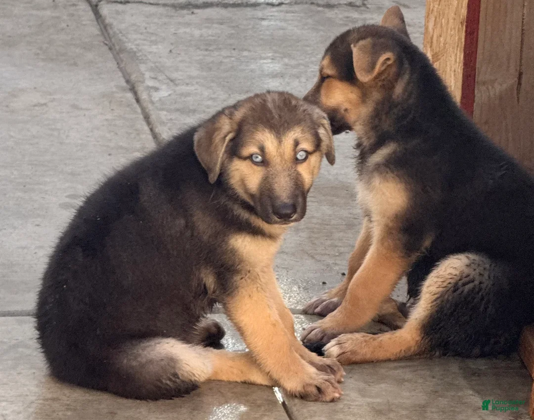 Gerberian Shepsky dogs for sale: Mila  - Ad 1