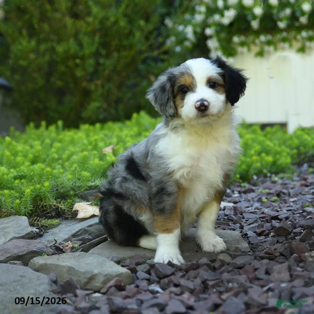 Aussiedoodle dogs for sale: Parker - Ad 3