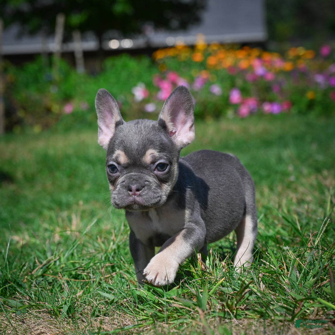 French Bulldog dogs for sale: Coco - Ad 1