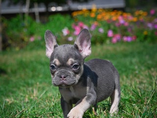 French Bulldog dogs Coco - Ad 42