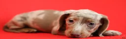 Dachshund dogs for sale: Aries 🪐 - Ad 12