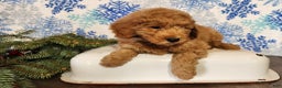Mini Goldendoodle dogs for sale: Houston - Ad 3