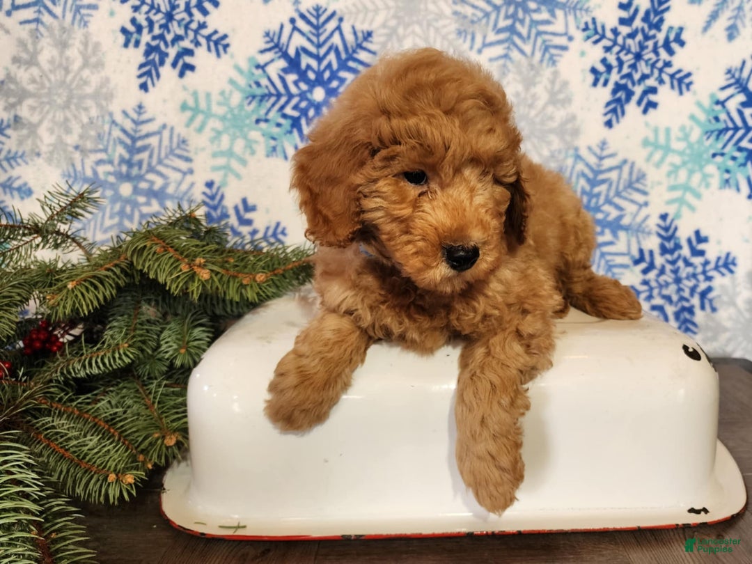 Mini Goldendoodle dogs for sale: Houston - Ad 3