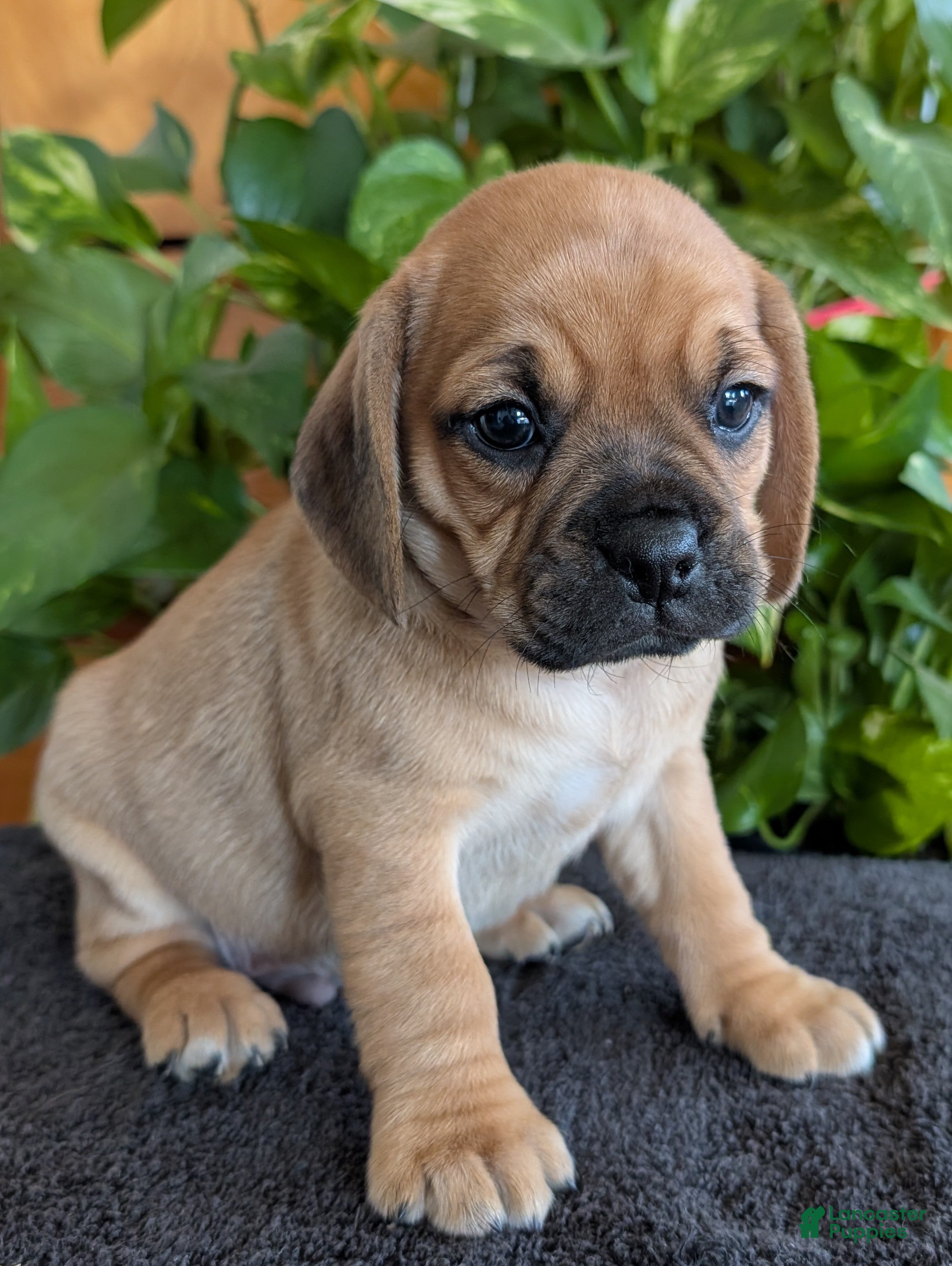 Puggle dogs Kobe  - Ad 2