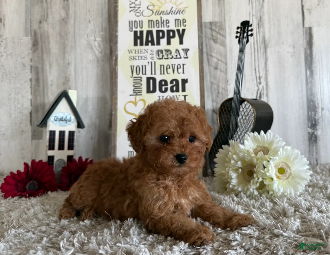 Toy Poodle dogs for sale: Winster - Ad 1
