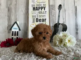 Toy Poodle dogs Winster - Ad 13