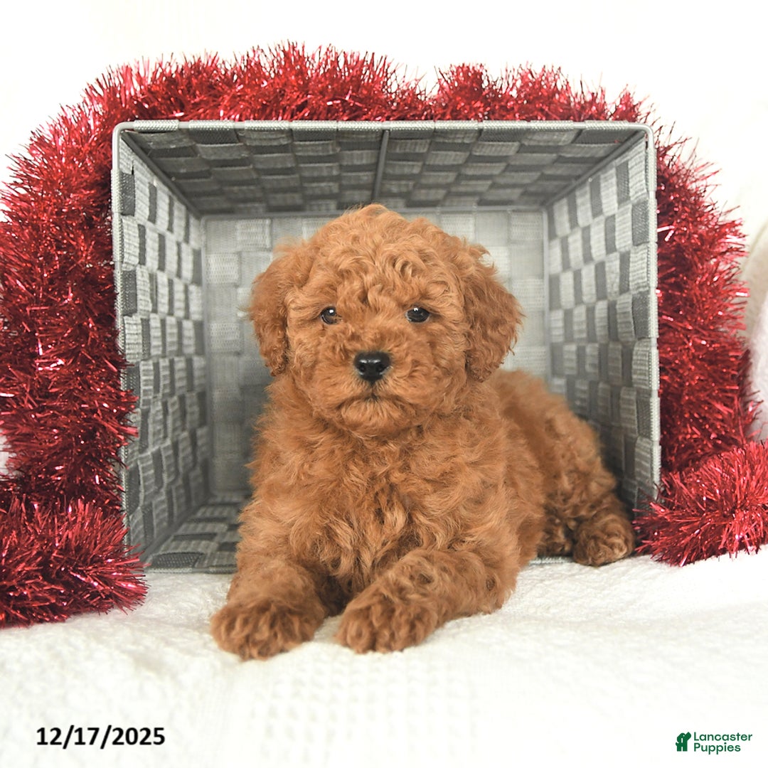 Miniature Poodle dogs for sale: Peppermint - Ad 4
