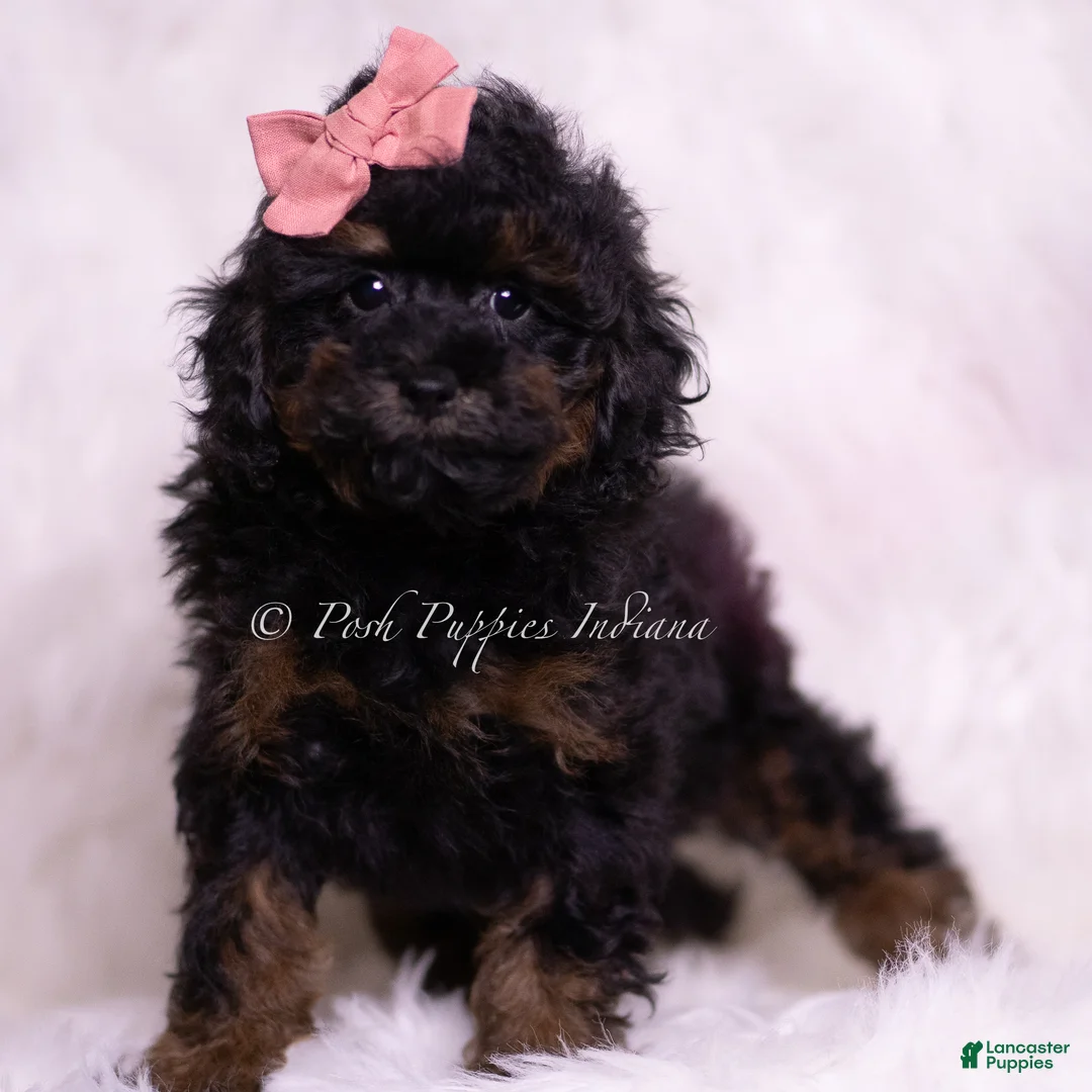 Toy Poodle dogs for sale: Glamour - Ad 2