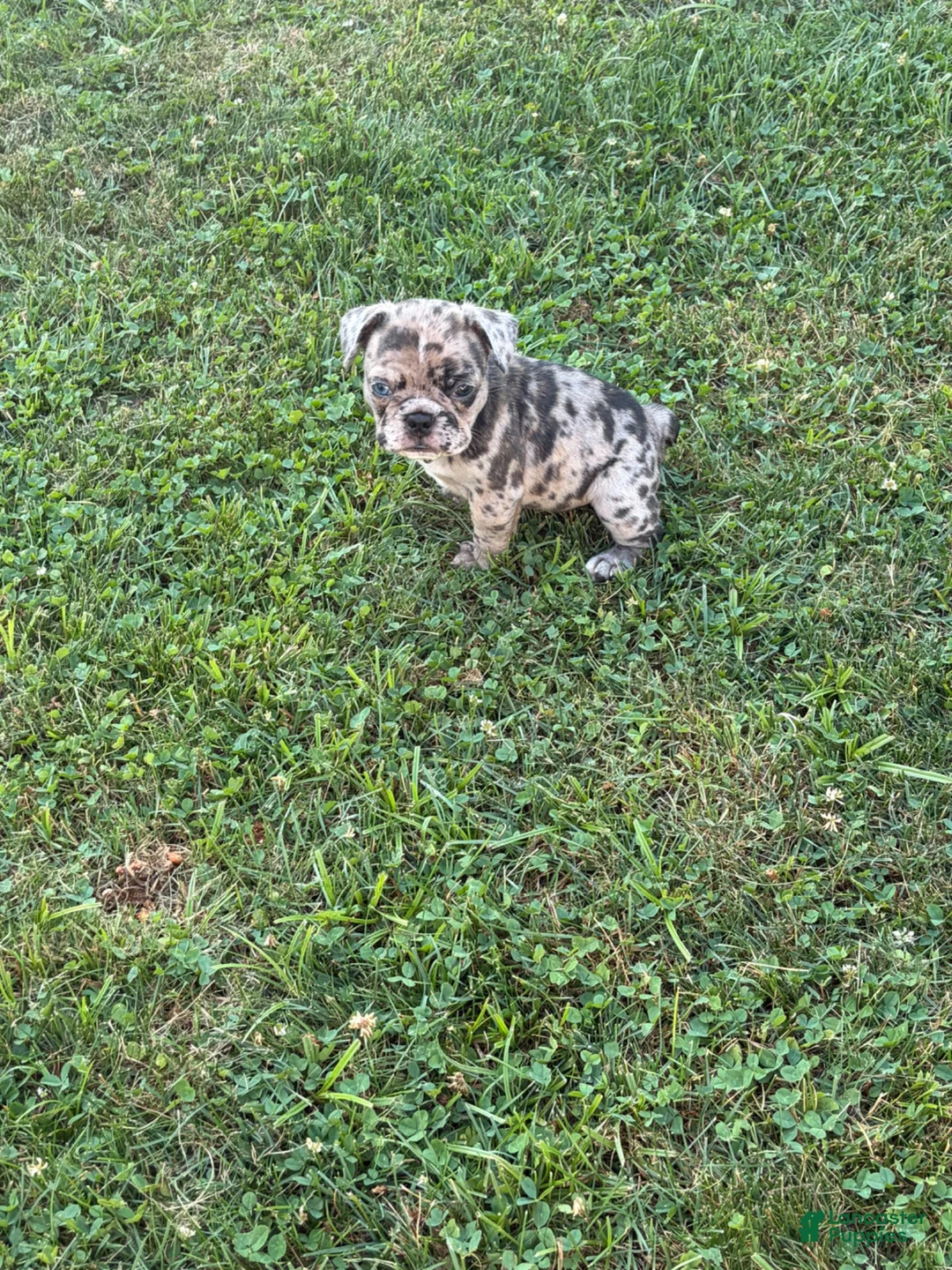 French Bulldog dogs for sale: French Bulldog 1 - Ad 17