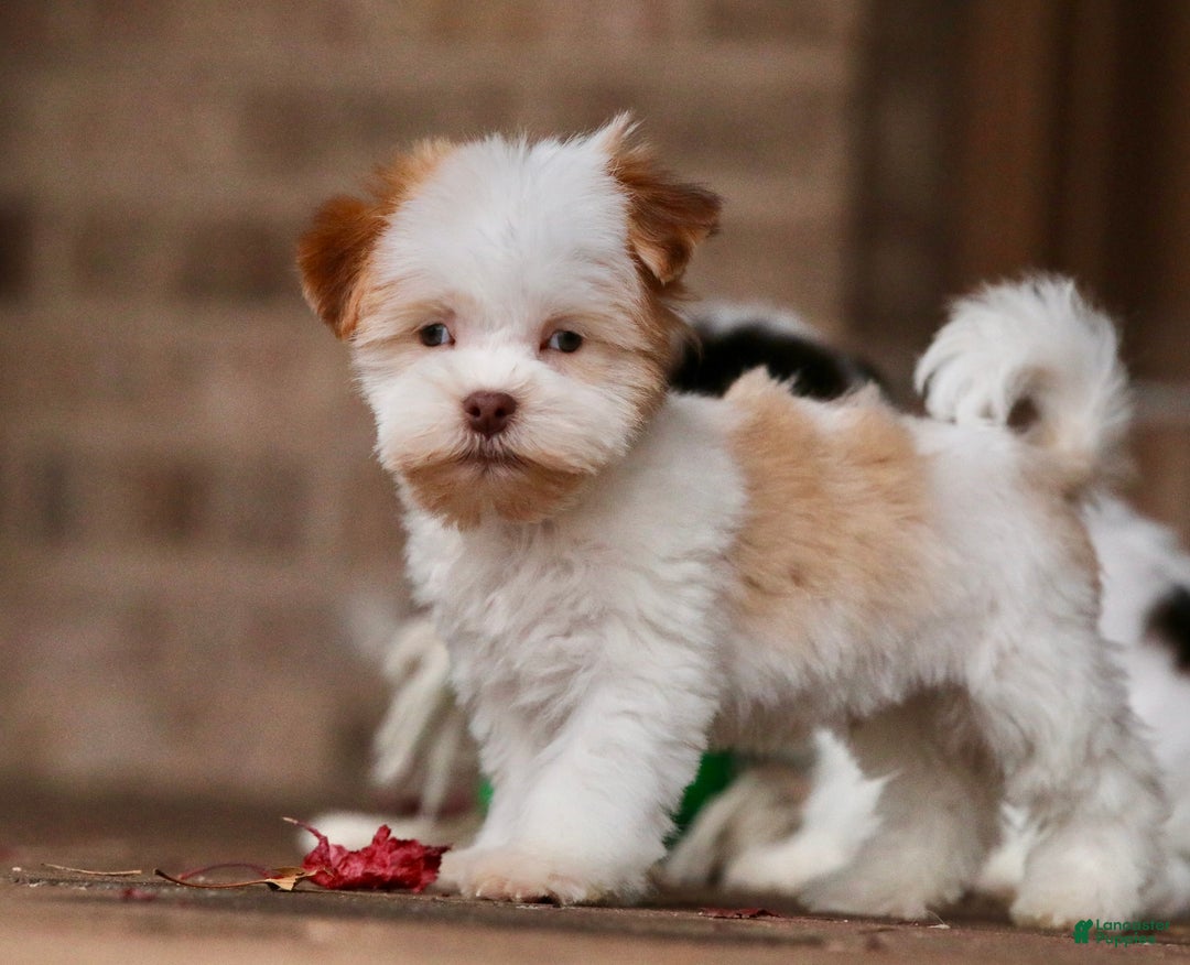 Havanese dogs for sale: Eggnog - Ad 4