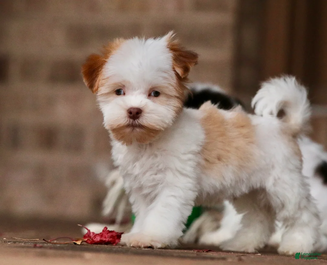 Havanese dogs for sale: Eggnog - Ad 12