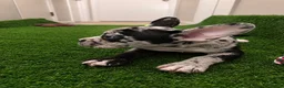 French Bulldog dogs for sale: French Bulldog 2 - Ad 6