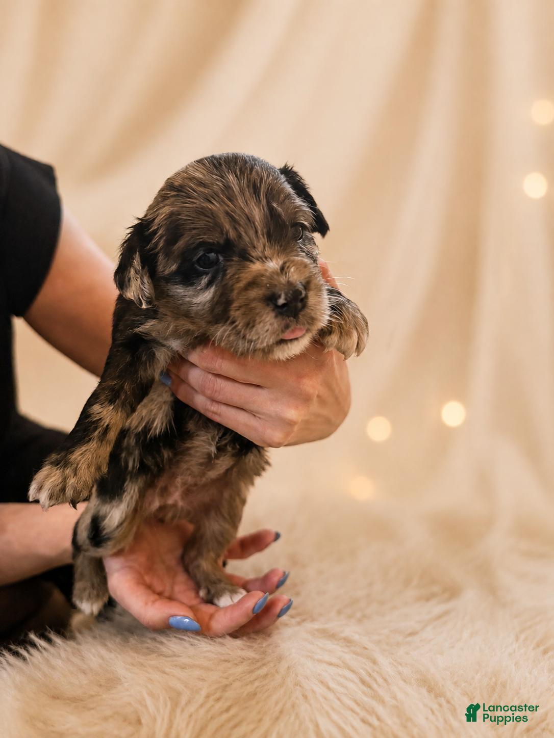 Mixed Breed dogs Nova - Ad 1